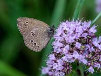 Brauner Waldvogel Schmetterling, auch Schornsteinfeger genannt